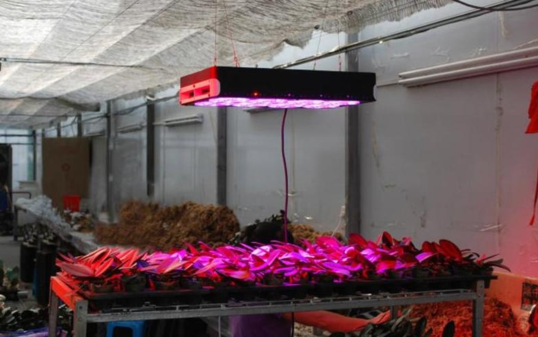 Led Greenhouses